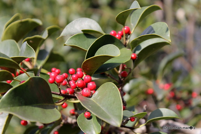 黒鉄黐 くろがねもち に実が鈴なりです れお君と庭の花 Fromたけちゃんマン