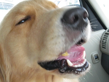 ごほうび れお君と庭の花 Fromたけちゃんマン