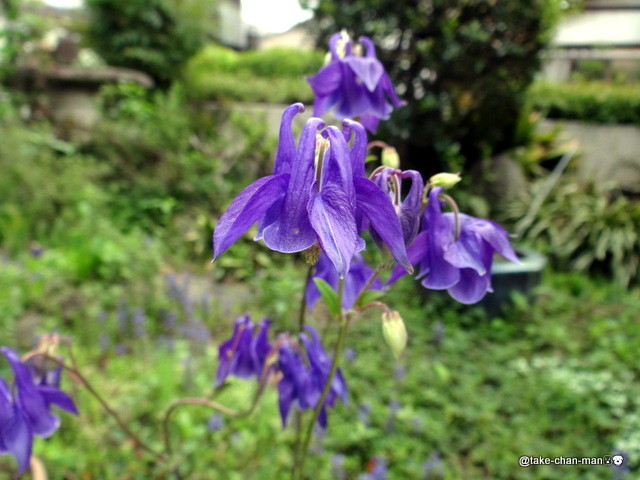 梅が豊作と苧環の花 れお君と庭の花 Fromたけちゃんマン