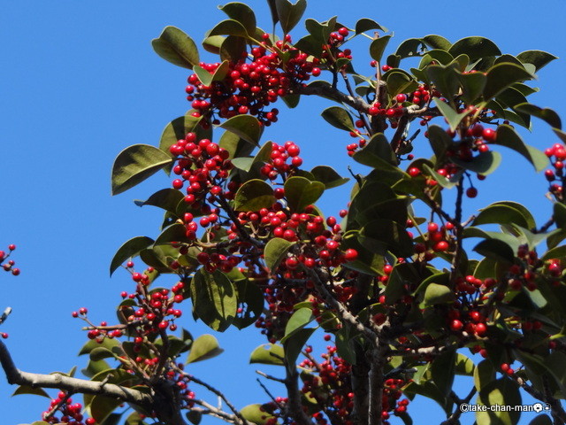 黒鉄黐 くろがねもち に実が鈴なりです れお君と庭の花 Fromたけちゃんマン
