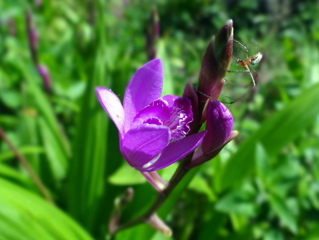 紫の花 紫蘭とアジュガの花 れお君と庭の花 Fromたけちゃんマン