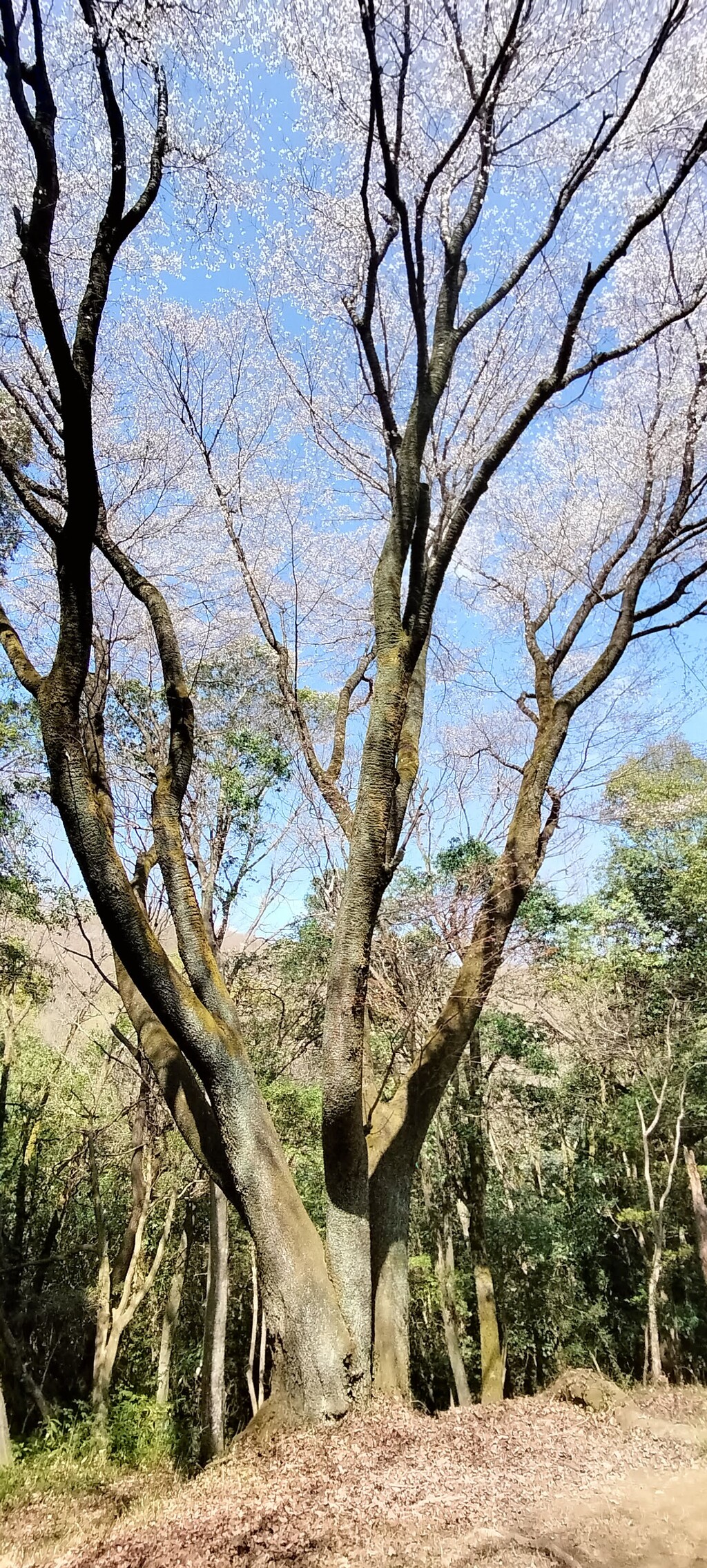 IMG20230328115418
