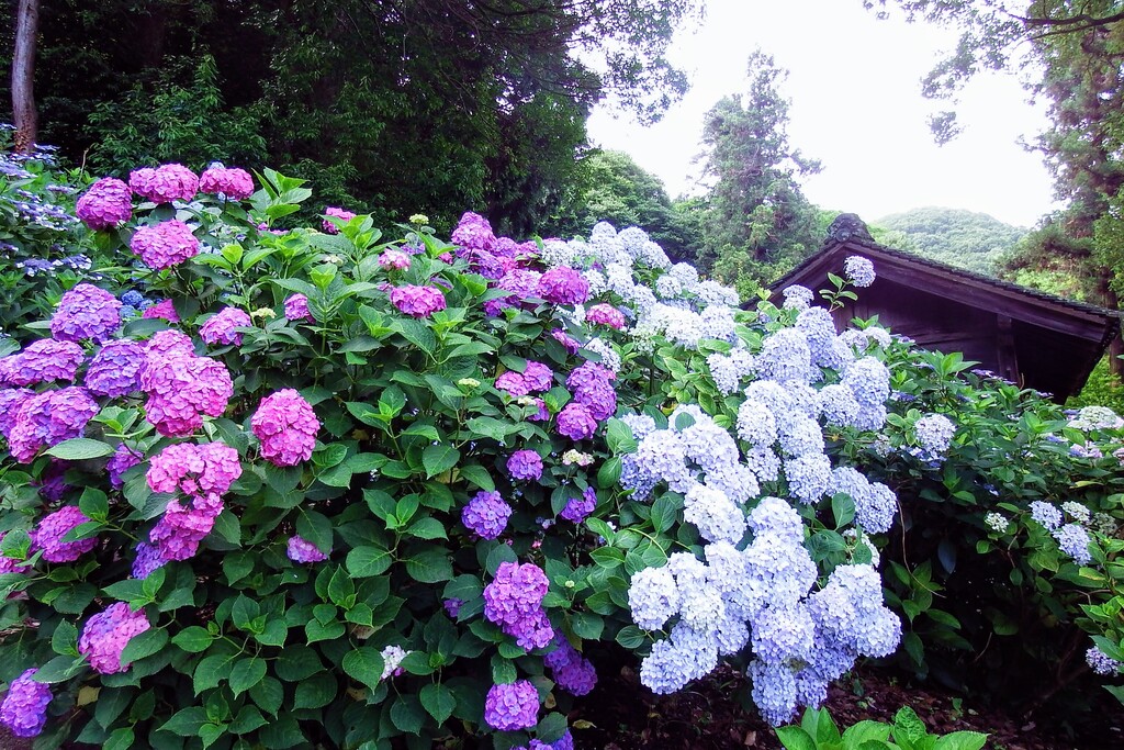 吉備津神社の紫陽花です れお君と庭の花 Fromたけちゃんマン 吉備津神社の紫陽花です れお君と庭の花 Fromたけちゃんマン