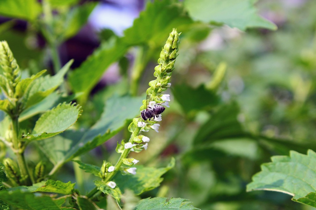 庭の家庭菜園で紫蘇 大葉 の花が咲いています れお君のサラダバー れお君と庭の花 Fromたけちゃんマン