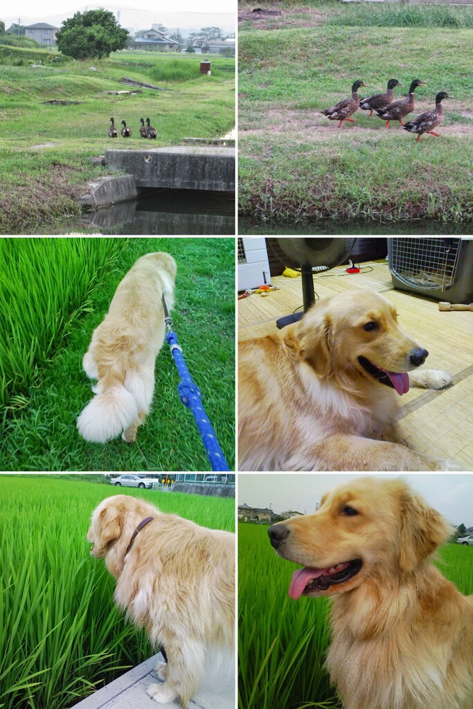 20080802IMG_2591-COLLAGE