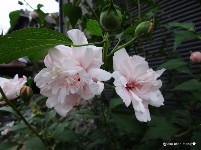 白の八重の槿 むくげ が咲いていました れお君と庭の花 Fromたけちゃんマン