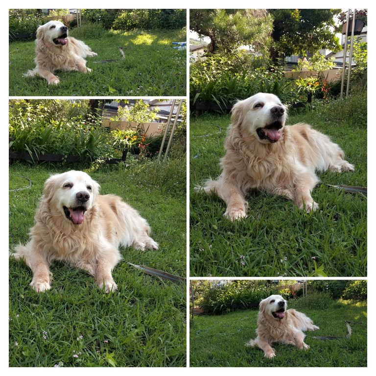 IMG_20190707_073107-COLLAGE