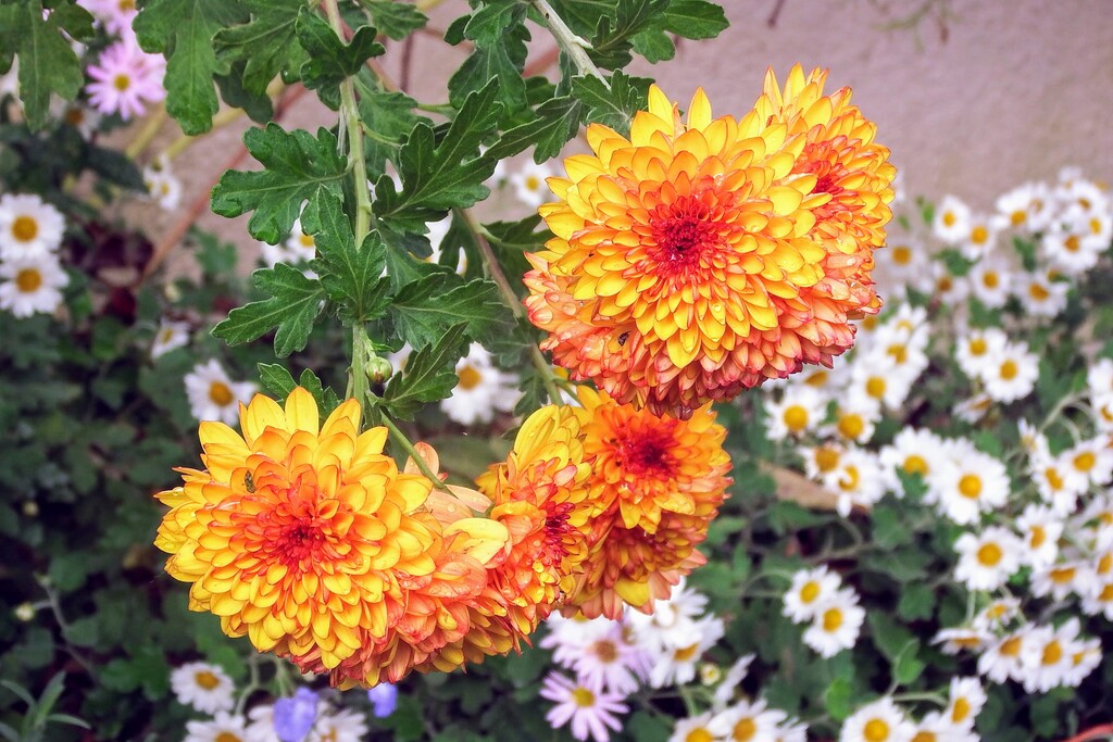 DSCF2183 (1)