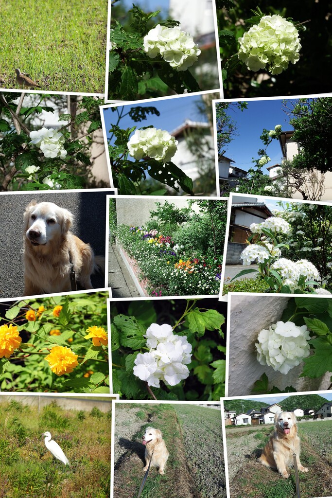 20190427DSCF0276-COLLAGE