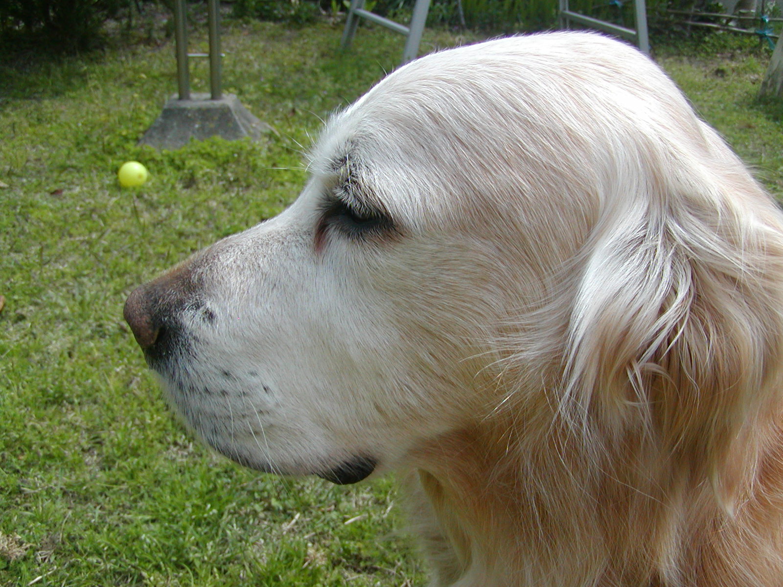 犬の毛も白くなる れお君と庭の花 Fromたけちゃんマン