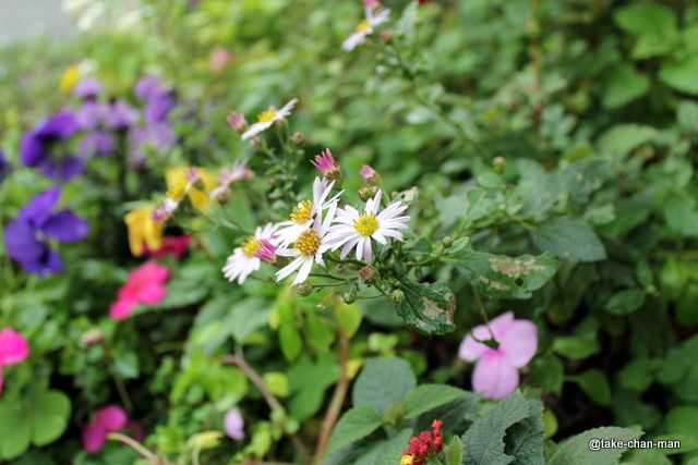 秋花壇の秋咲都忘れの花です れお君と庭の花 Fromたけちゃんマン