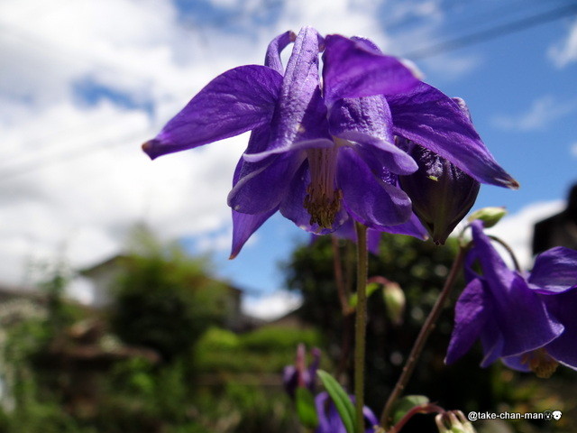 梅が豊作と苧環の花 れお君と庭の花 Fromたけちゃんマン