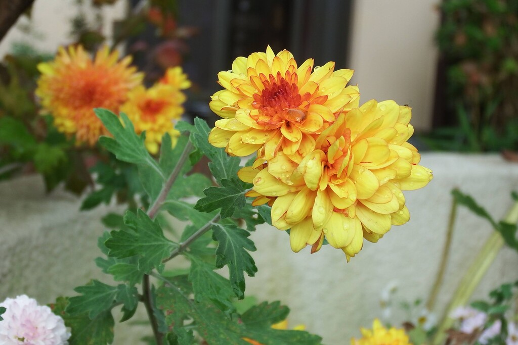 DSCF2179