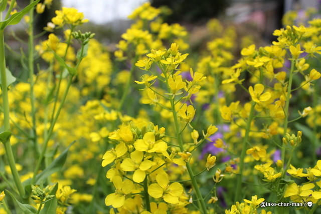 風が強い日のれお君の散歩と黄色の花 れお君と庭の花 Fromたけちゃんマン 風が強い日のれお君の散歩と黄色の花 れお君と庭の花 Fromたけちゃんマン