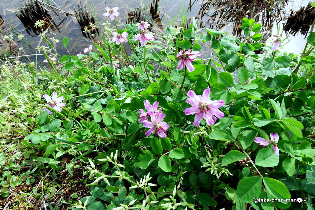 畦道の蓮華の花です れお君と庭の花 Fromたけちゃんマン