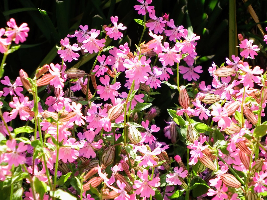 庭のシレネ 袋なでしこ の花です れお君と庭の花 Fromたけちゃんマン