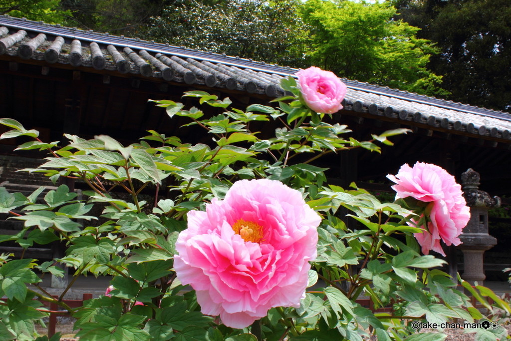 4月24日の吉備津神社の牡丹の開花状況です れお君と庭の花 Fromたけちゃんマン