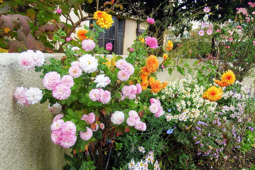 玄関前花壇と庭の菊の花です れお君と庭の花 Fromたけちゃんマン