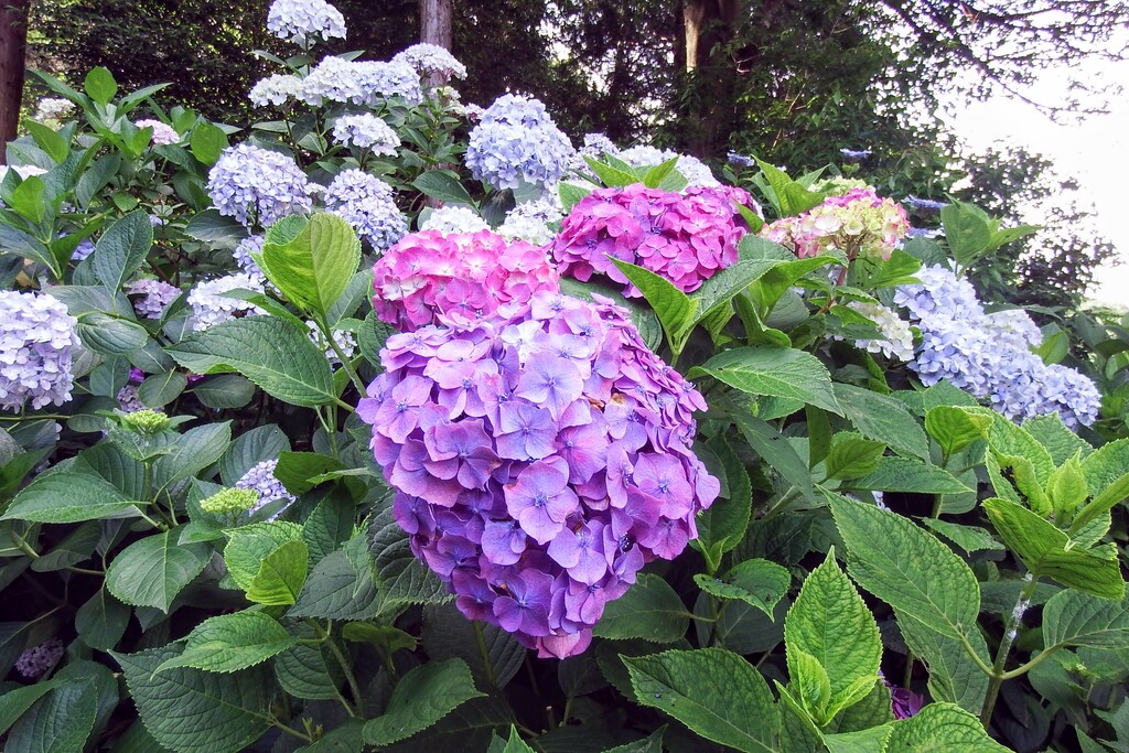 吉備津神社の紫陽花です れお君と庭の花 Fromたけちゃんマン 吉備津神社の紫陽花です れお君と庭の花 Fromたけちゃんマン
