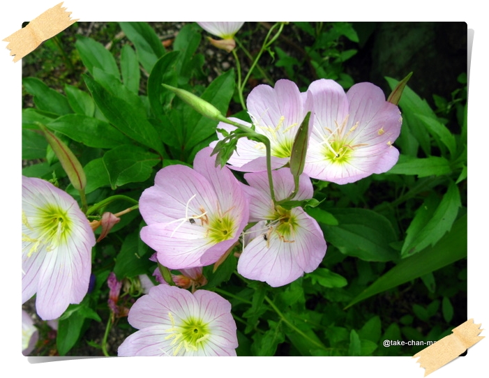 庭の昼咲き月見草の花 れお君と庭の花 Fromたけちゃんマン