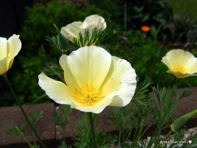 庭の花菱草の花 れお君と庭の花 Fromたけちゃんマン