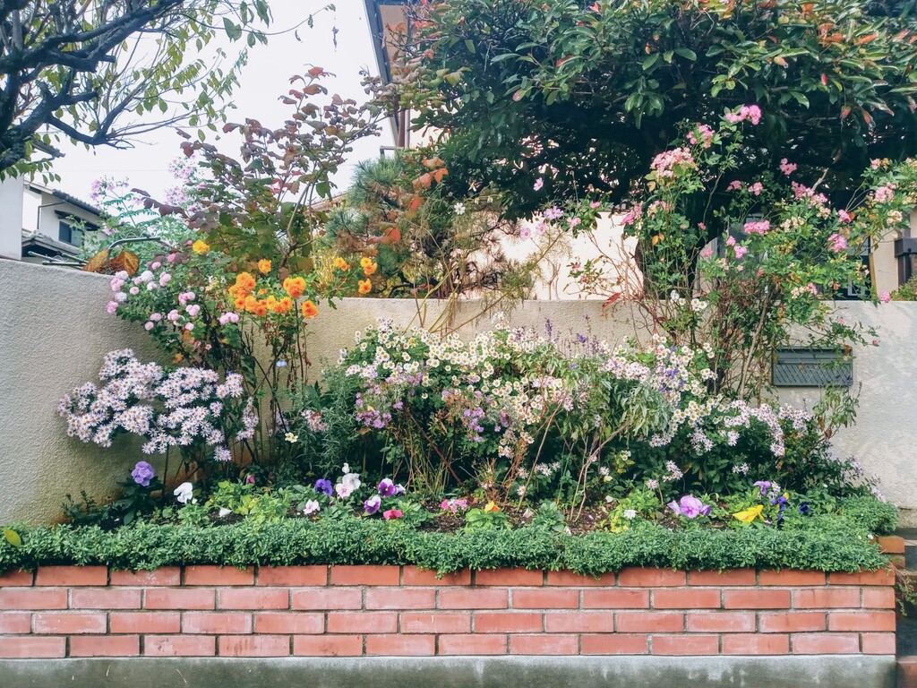 玄関前花壇と庭の菊の花です れお君と庭の花 Fromたけちゃんマン