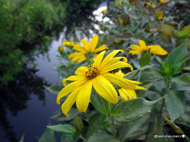 菊芋が咲いています れお君と庭の花 Fromたけちゃんマン