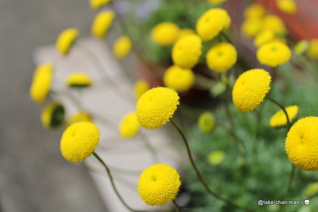 風が強い日のれお君の散歩と黄色の花 れお君と庭の花 Fromたけちゃんマン 風が強い日のれお君の散歩と黄色の花 れお君と庭の花 Fromたけちゃんマン