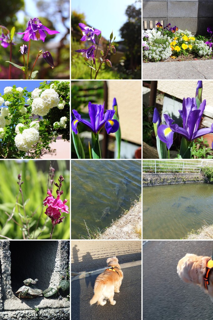 20210426IMG_1554-COLLAGE