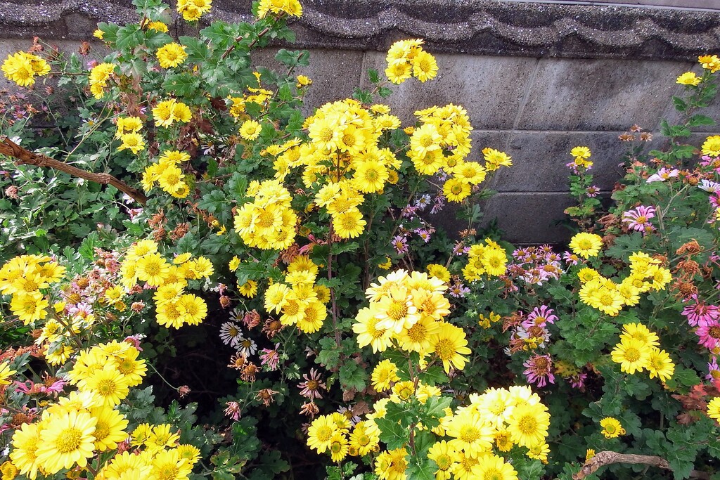 DSCF2526