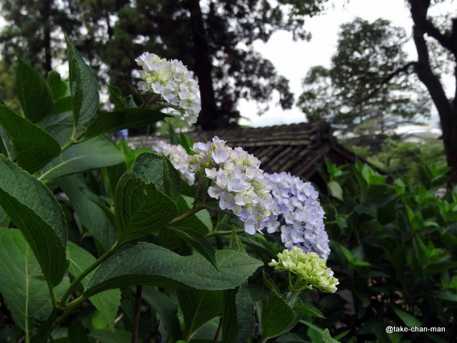 吉備津神社の紫陽花が咲いています れお君と庭の花 Fromたけちゃんマン 吉備津神社の紫陽花が咲いています れお君と庭の花 Fromたけちゃんマン