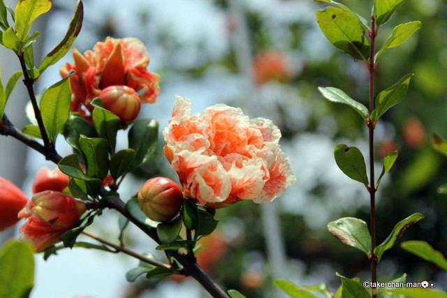 吉備津駅で石榴 ザクロ の花が咲いていました れお君と庭の花 Fromたけちゃんマン