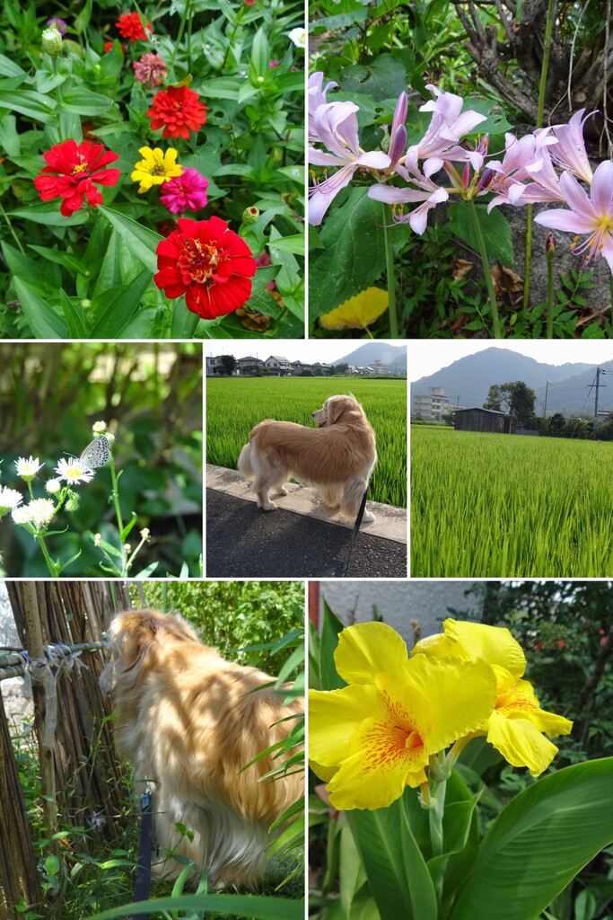 20120818DSC00417-COLLAGE