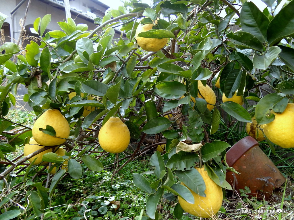 ソフトボールより大きなジャンボレモンです れお君と庭の花 Fromたけちゃんマン