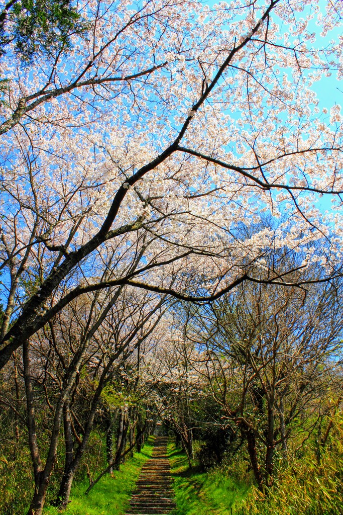 IMG_6572-EFFECTS