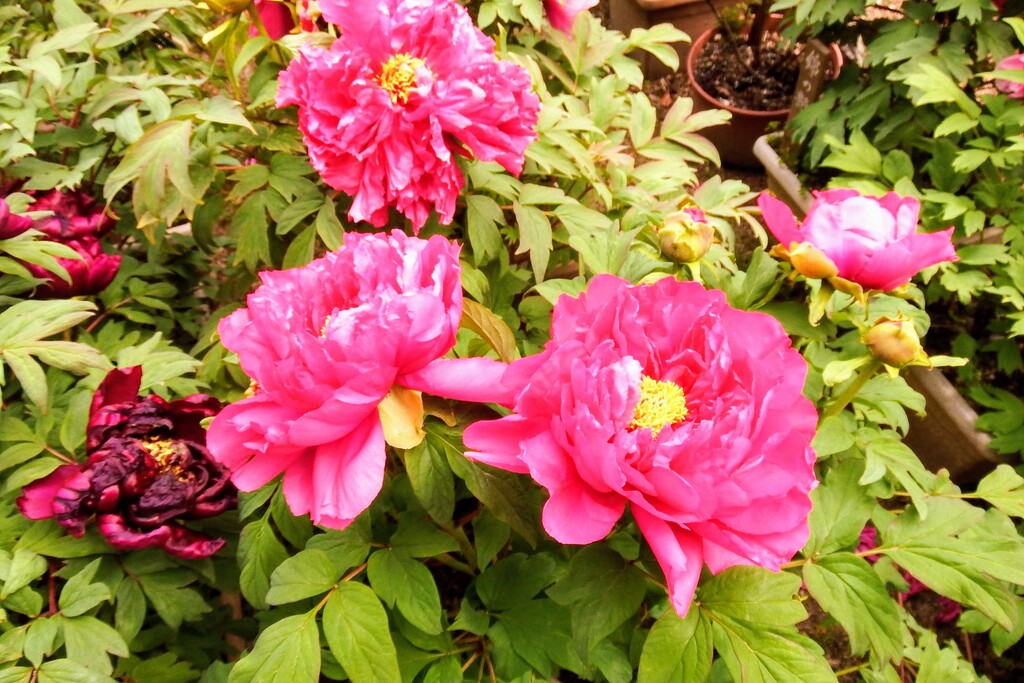 DSCF8565