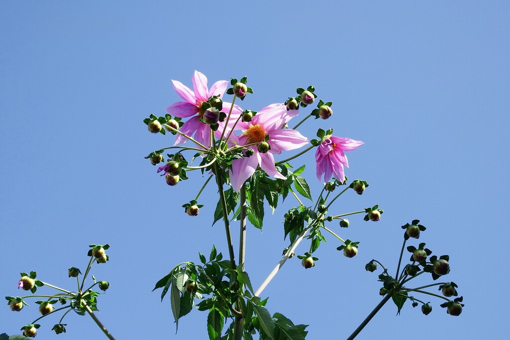 DSCF5024