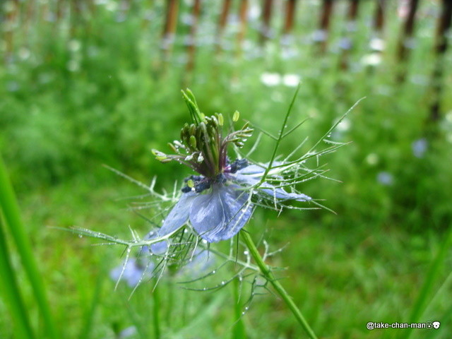 庭のニゲラ れお君と庭の花 Fromたけちゃんマン