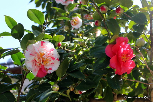 吉備津神社で椿が花盛りです れお君と庭の花 Fromたけちゃんマン 吉備津神社で椿が花盛りです れお君と庭の花 Fromたけちゃんマン