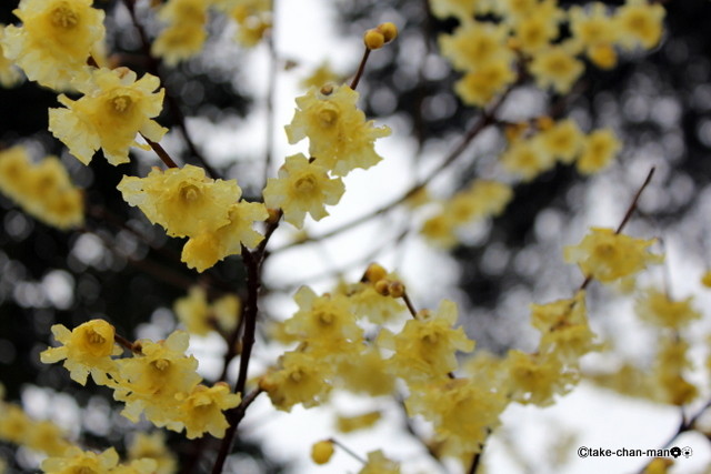 雪で凍った蠟梅の花 れお君と庭の花 Fromたけちゃんマン