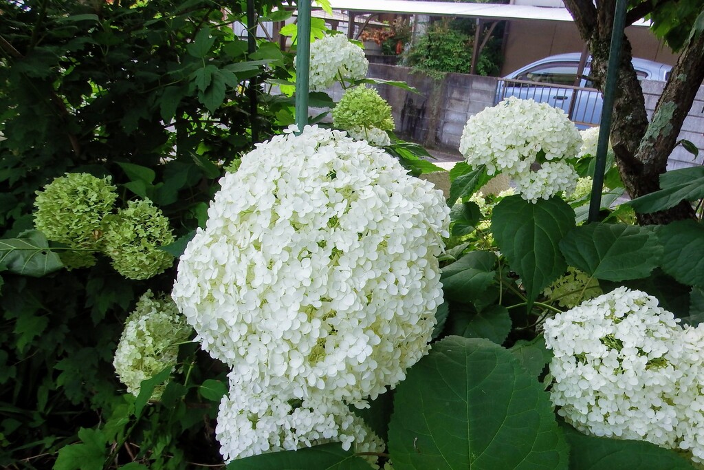 庭のアナベルの花です れお君と庭の花 Fromたけちゃんマン 庭のアナベルの花です れお君と庭の花 Fromたけちゃんマン