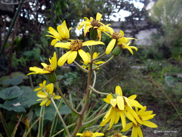 庭の石蕗 つわぶき の花が咲いています れお君と庭の花 Fromたけちゃんマン