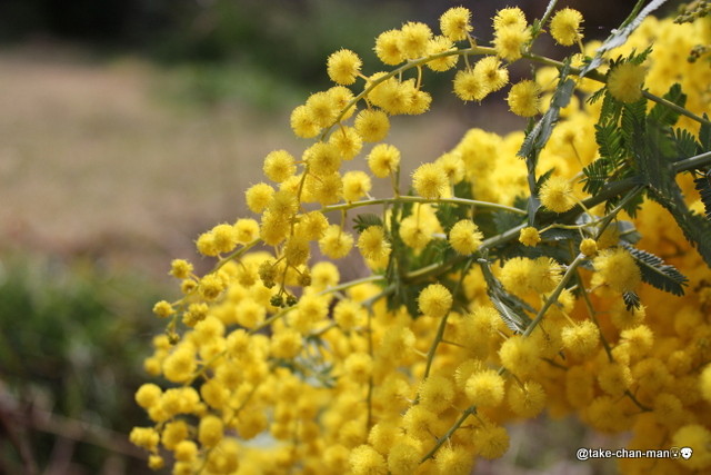 風が強い日のれお君の散歩と黄色の花 れお君と庭の花 Fromたけちゃんマン 風が強い日のれお君の散歩と黄色の花 れお君と庭の花 Fromたけちゃんマン