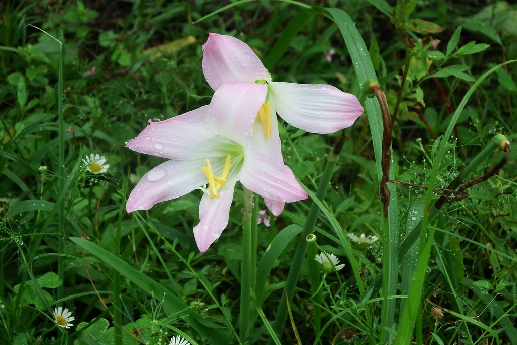 DSCF2595