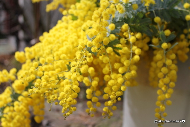 風が強い日のれお君の散歩と黄色の花 れお君と庭の花 Fromたけちゃんマン 風が強い日のれお君の散歩と黄色の花 れお君と庭の花 Fromたけちゃんマン