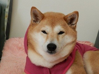 柴犬ケイちゃんのデッサンです れお君と庭の花 Fromたけちゃんマン