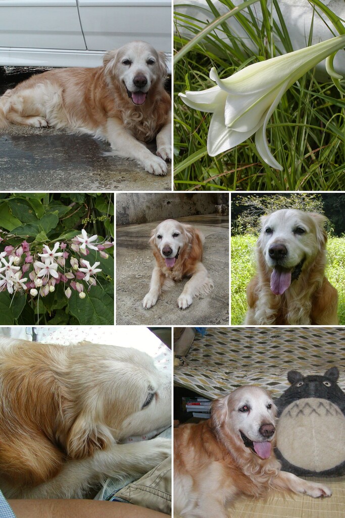 20060826P8260087-COLLAGE