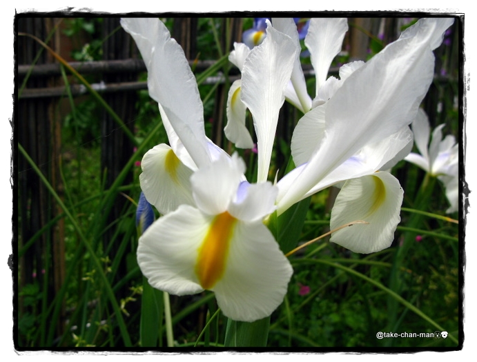 庭のダッチアイリスの花 れお君と庭の花 Fromたけちゃんマン