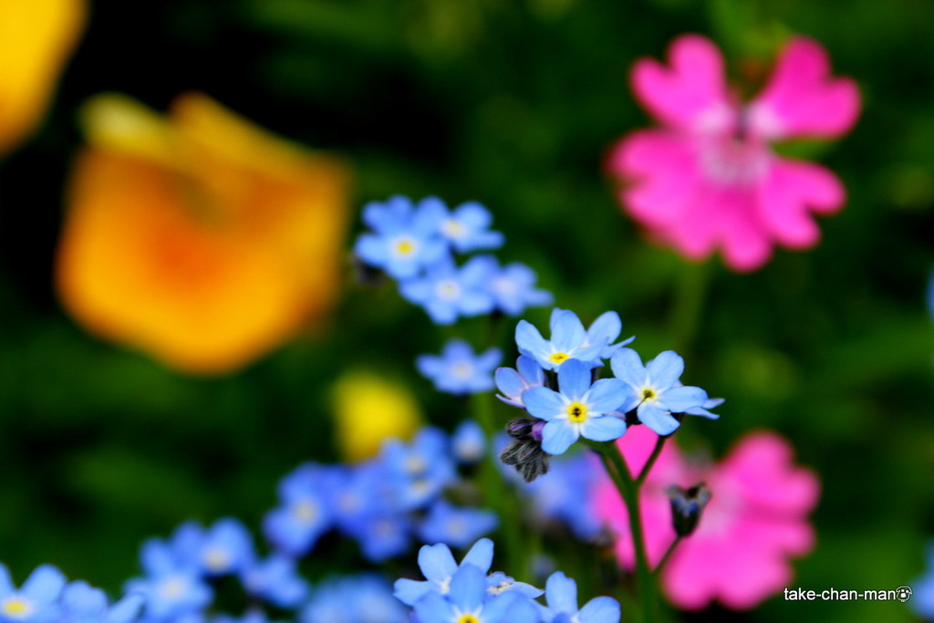 忘れな草とよく似た花の胡瓜草 きゅうりぐさ です れお君と庭の花 Fromたけちゃんマン