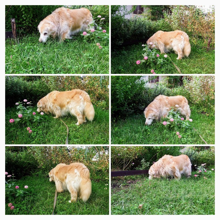 DSCF4101-COLLAGE
